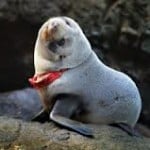  Duh...Anjing Laut Ini Hampir Mati Tercekik G-String Merah