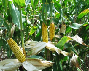  Jabar Optimistis Produksi Jagung Hybrida Surplus