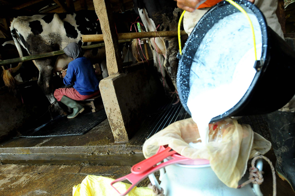  FOTO: Akibat Kemarau, Kuantitas dan Kualitas Susu Menurun