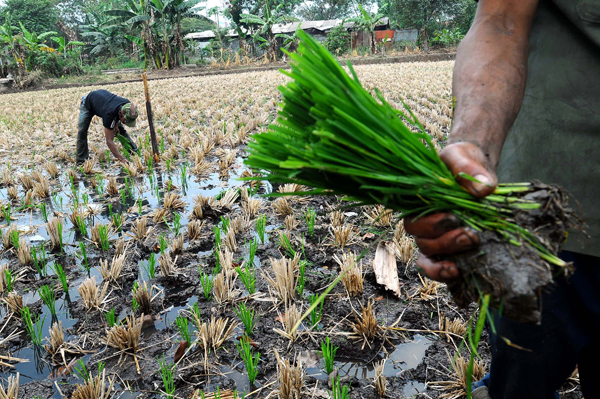  FOTO: Distan Khawatir Sawah Baru Kembali Puso 