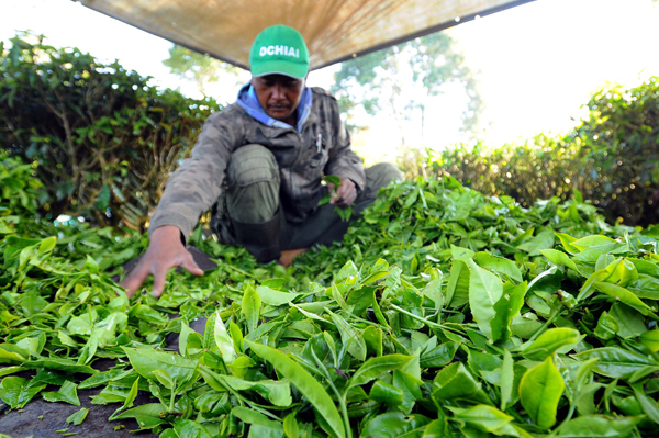  FOTO: Lahan dan Produktivitas Teh Terus Menurun