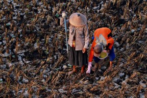  Pemprov Jabar Rangsang Kinerja Petani Kacang Tanah