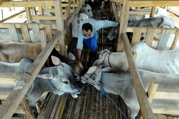  FOTO: Jabar Tak Mampu Penuhi Sendiri Kebutuhan Sapi 