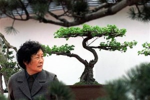  TANAMAN HIAS: Karet Korea Semakin Diminati Pecinta Bonsai