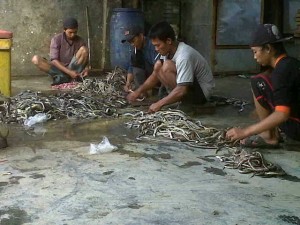  Pria Cirebon Ini Jadi Pemburu Ular Buat Biayai Kuliah Anaknya