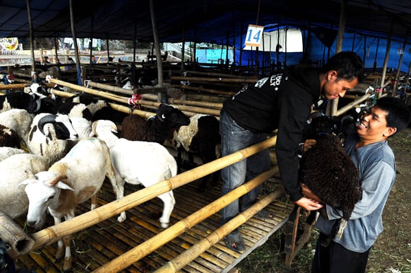  FOTO: Kebutuhan Hewan Kurban 2012 di Jabar Naik Tipis