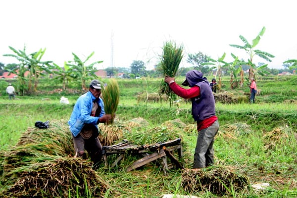  FOTO: Produksi Gabah di Bandung Menurun