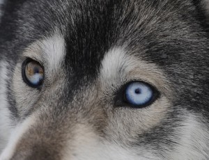  Dalam Kondisi Sakit, Anjing Husky Ini Tempuh 3,2 KM Untuk Bertemu Pemiliknya 