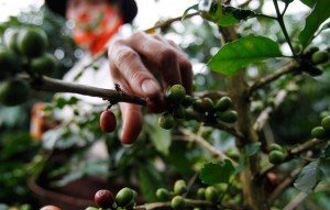  Minat Petani Jabar Tanam Kopi Arabika Tinggi