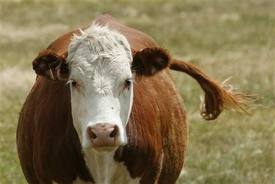  Harga Sapi Kurban Di Tasik Sudah Naik Rp500.000--Rp2 Juta