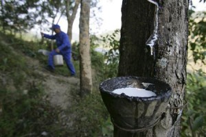  Disbun Jabar Khawatirkan Petani Karet Rakyat