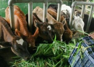  Sumbar Kembangkan Bibit Sapi Potong Unggulan