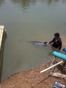  Lumba-Lumba Terdampar di Pantai Cikalong Tasikmalaya