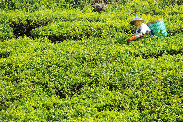  FOTO: Program Penyelamatan Lahan Teh, Indonesia Dapat Bantuan US$1,2 juta Dari FAO 