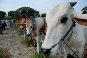  Trotoar Dilarang Jadi Tempat Jualan Hewan Kurban