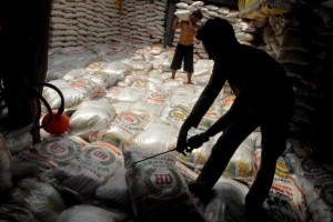  PADI SRI: Distanbunhut Kab. Bandung Kejar Target Produksi 3.235 Ton