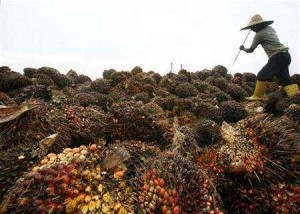  Harga Buah Tandan Sawit Naik 23,17% 