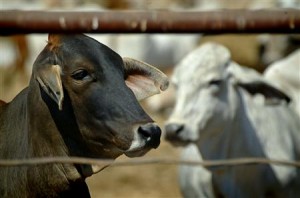  Jabar Selatan Jadi Pusat Klasterisasi Sapi Potong