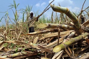  Produktivitas Tebu di Kab. Subang 70 Ton Per Hektare