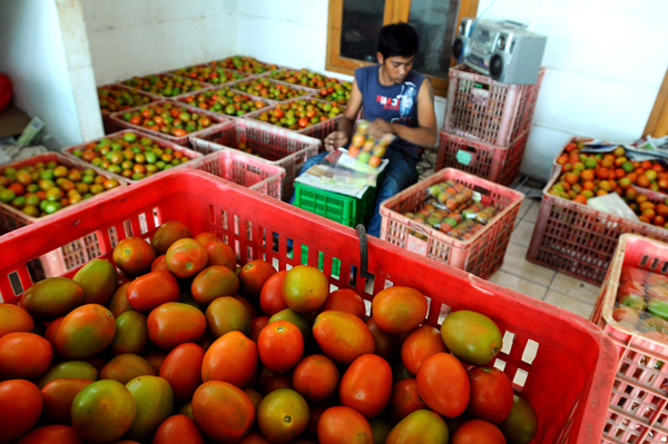  FOTO: Harga Sayuran Naik Hingga 50%