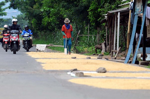  FOTO: Produksi Padi Di Jabar 2012 Terancam Susut