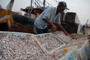  PRODUKSI IKAN: Nelayan Pantai Selatan Tasik Panen Ikan Layur