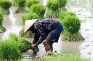  PERTANIAN: Jabar Sumbang Komoditas Unggulan