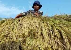  Jabar Tingkatkan Profitas Produksi Padi