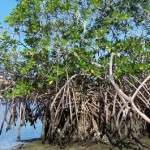  Pemkab Cirebon Kembangkan Hutan Mangrove