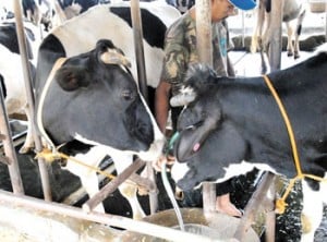  Harga Sapi Naik, Sapi Perah Jadi Target Jagal?