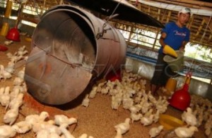  BUDIDAYA AYAM: Ciamis Ingin Klaim Ayam Sentul