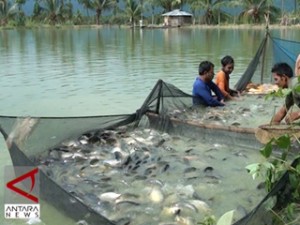  Sentra Produksi Ikan Air Tawar di Jabar Menyebar