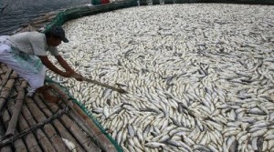  55 Ton Ikan Mas di Cirata Terserang Virus