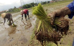  PRODUKSI BERAS: Pemkab Bandung Salurkan 31 Ton Benih Padi