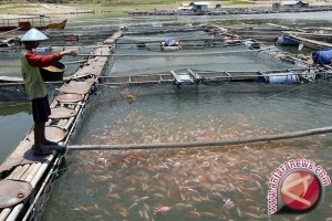  PRODUKSI IKAN: Kab. Bandung Targetkan 1,58 Miliar Ikan