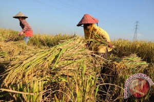  Kab Bandung Butuh Penambahan Lumbung Padi 