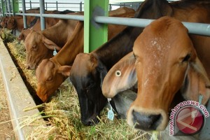  DAGING SAPI: Pemerintah Akan Impor Sapi Bakalan