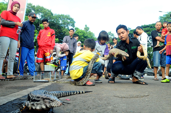  FOTO: Atraksi Ular di Car Free Day Kota Serang Banten