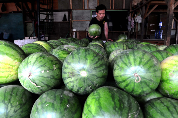  FOTO: Pengetatan Impor Hortikultura Resahkan Importir