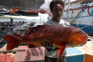  Nelayan Kota Cirebon Panen Kakap Merah