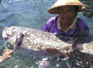  Wow, Ditemukan Ikan Purba di Biak Papua