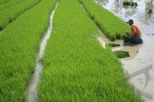  MUSIM TANAM: Harga Benih Padi di Kabupaten Cirebon Naik 25%