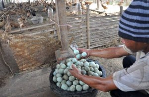  Peternak Itik Kab. Cirebon Diimbau Waspadai Flu Burung