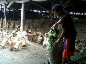  VIRUS KOLY: Produksi Telur Itik di Kabupaten Cirebon Anjlok