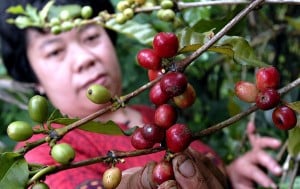  Petani Kopi Bandung Utara Keluhkan Produksi