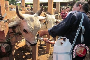  BUNGA KRISAN: Bisa Jadi Komoditas Unggulan Kabupaten Bandung 