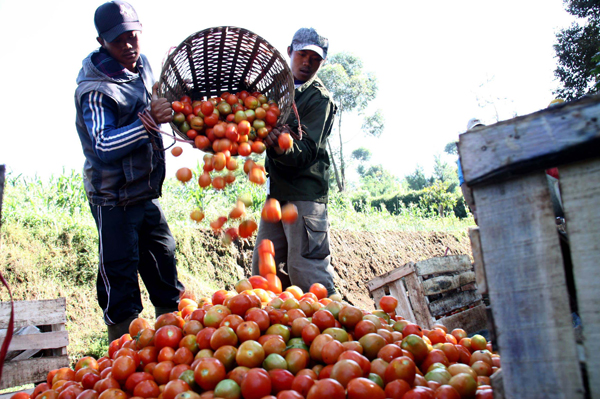  FOTO: Stok Melimpah, Harga Tomat Anjlok