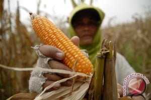  HARGA JAGUNG: Jatuh Ke Level Terendah