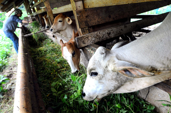  FOTO: Sistem Produksi Daging Sapi Dinilai Perlu Dirombak 