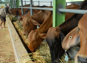  Peternak Sapi Ciamis Tolak Rencana Impor Daging Sapi Beku